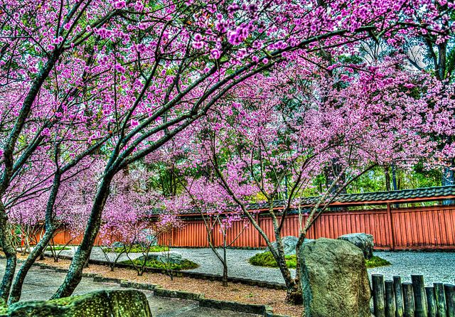 Cherry blossom trees in the Japanese Garden of the Auburn Botanic Gardens.