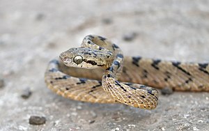 Beddome’s Cat Snake (boiga beddomei) from Goregaon Raigad.jpg