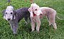 Bedlington Terriers.jpg
