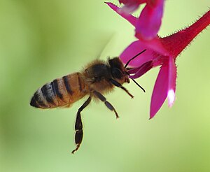 קיימים כ-20,000 מינים של דבורים, והן נפוצות בכל היבשות, למעט אנטארקטיקה. בישראל קיימים למעלה מאלף מינים של דבורים, שחלק גדול מהם ככל הנראה עדיין לא תואר למדע.