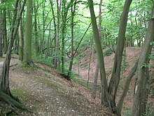 Image of a dry ditch overgrown with mature trees