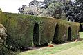 Beer garden hedge arches at Staplefield, West Sussex, England 1.jpg