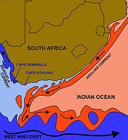 The courses of the warm Agulhas current (red) along the east coast of South Africa, and the cold Benguela current (blue) along the west coast. Note that the Benguela current does not originate from Antarctic waters in the South Atlantic Ocean, but from upwelling of water from the cold depths of the Atlantic Ocean against the west coast of the continent. The two currents do not "meet" anywhere along the south coast of Africa. Benguela and Agulhas Currents 2.jpg
