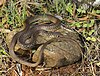 A Balkan whip snake