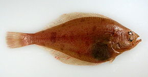 BeringFlounder-K-Mecklenburg.jpg resminin açıklaması.