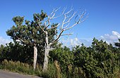 Bermuda cedars, living and dead, at Ferry Reach, 2011