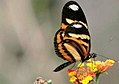 Fotografia de H. ethilla narcaea visitando flores de Lantana camara. Vistas por baixo suas asas são mais pálidas.