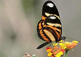 Fotografia de H. ethilla ssp. narcaea (Maria-boba) em voo, uma borboleta que serve de modelo mimético para a fêmea de H. nattereri.[2]