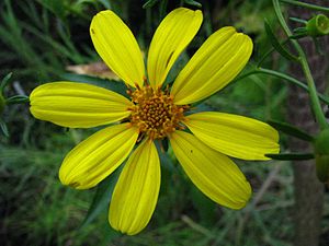 Bidens amplectens (5466099276).jpg