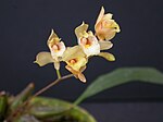 Bifrenaria racemosa 003. jpg