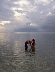 Two people in shallow water viewing the bay bottom