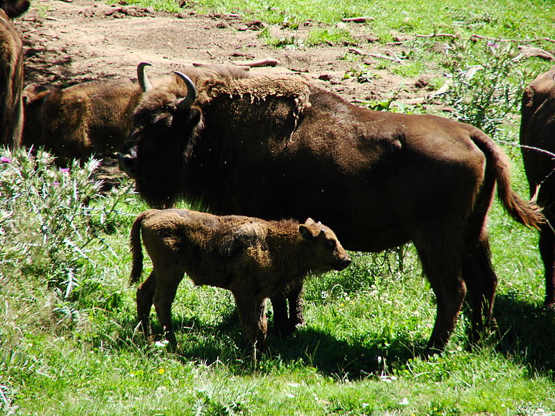 File:Bisonte europeo y ternero.JPG