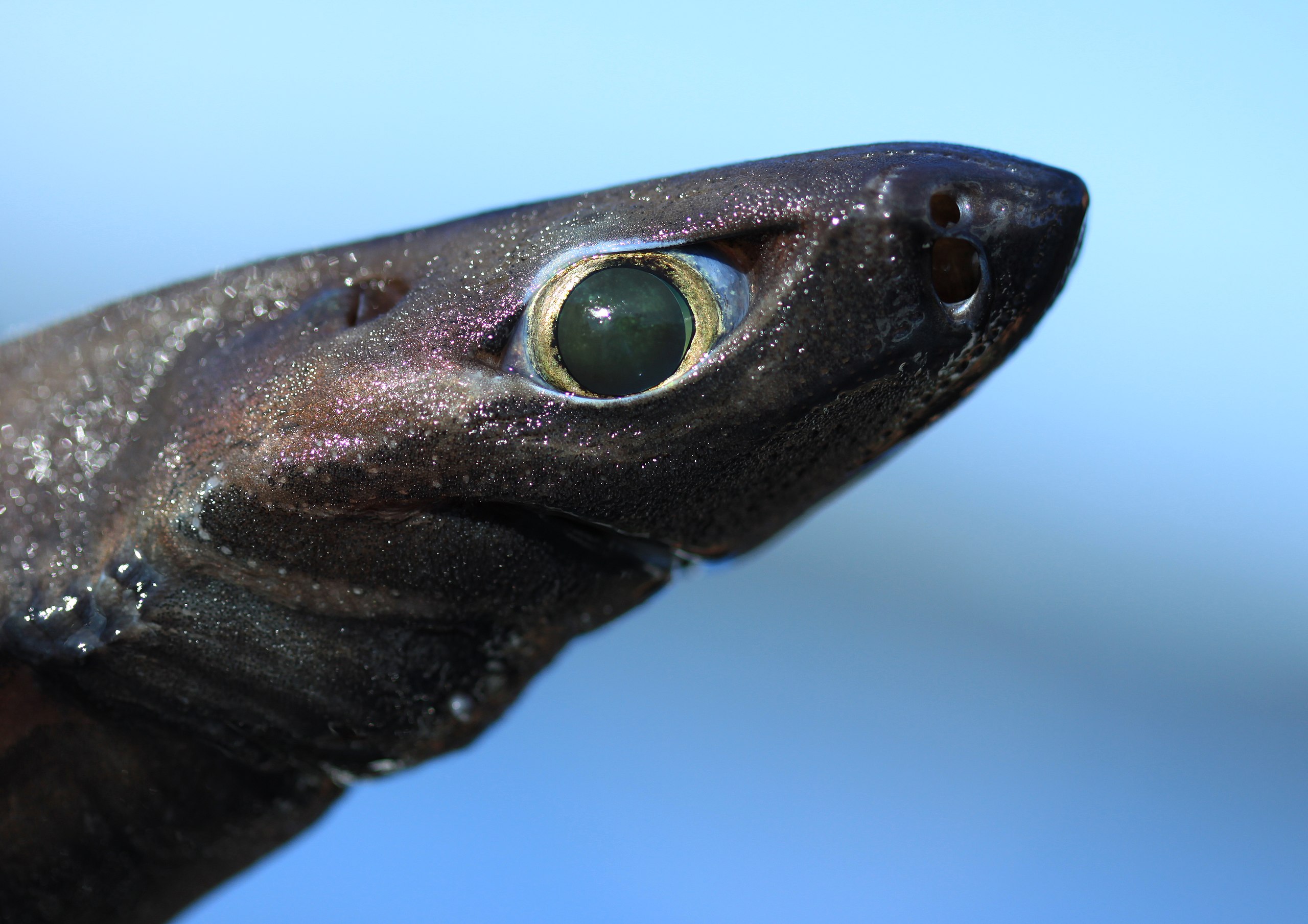 Ninja lanternshark - Wikipedia