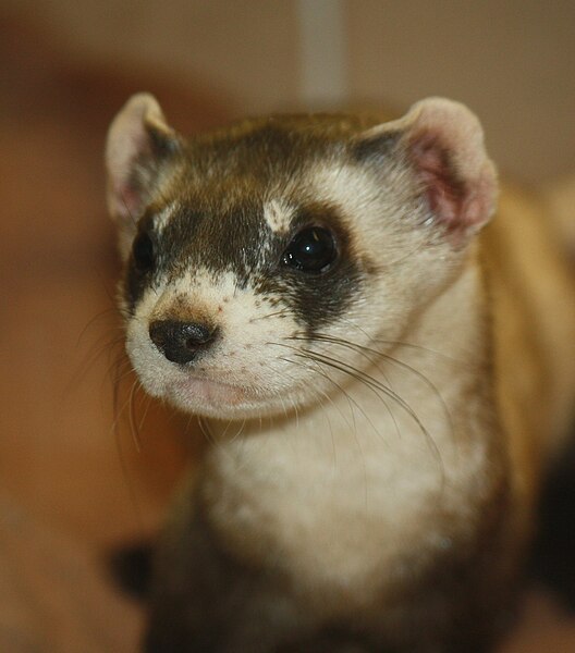 Black-footed ferret at the Louisville Zoo