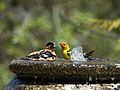 Thumbnail for File:Black-headed Grosbeak and Western Tanager (28006614558).jpg