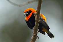 Black-winged Bishop, Sakania, DR Congo (5891715708).jpg