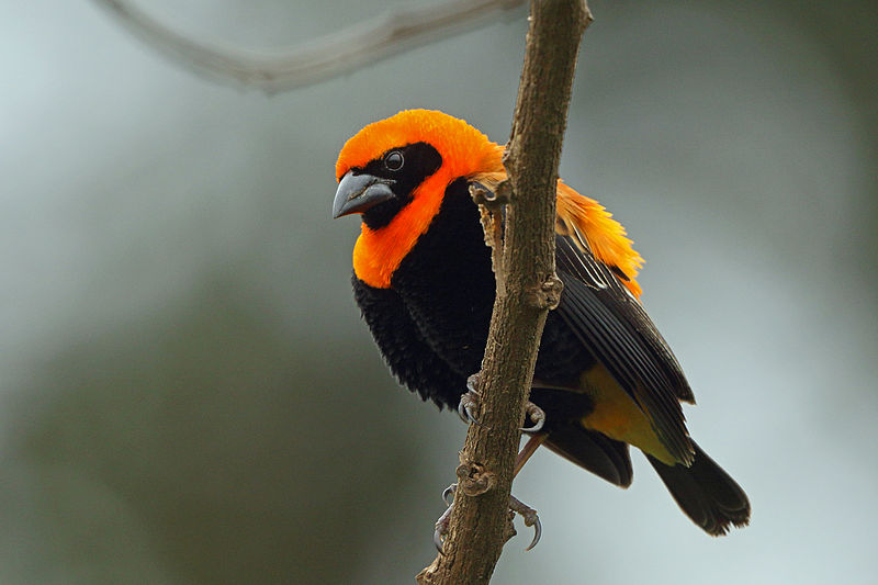 File:Black-winged Bishop, Sakania, DR Congo (5891715708).jpg