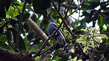Female Black-winged Cuckooshrike female Nabarun Sadhya.jpg