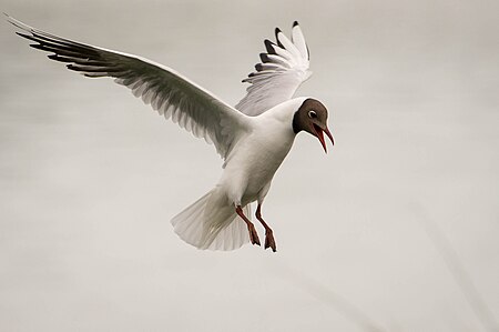 ไฟล์:Black_headed_gull.jpg