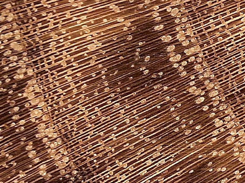 File:Black locust end grain pores 2.jpg