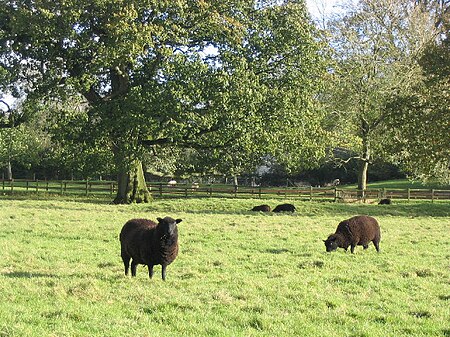 Cừu núi đen xứ Wales