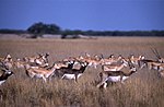 Thumbnail for File:Blackbucks (Antilope cervicapra) (20348094445).jpg