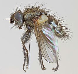 Blepharomyia piliceps