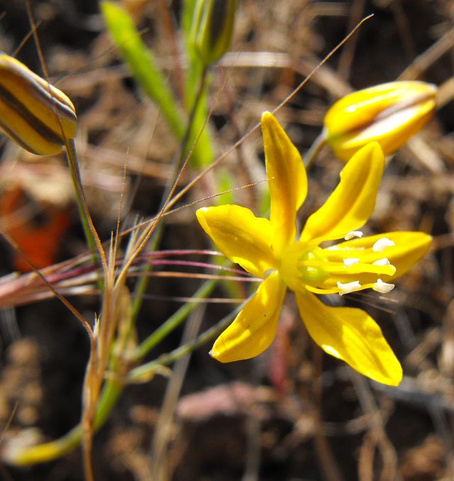 Description de l'image Bloomeriacrocea.jpg.