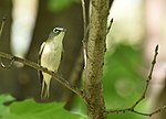 Thumbnail for File:Blue-headed Vireo (47841952622).jpg