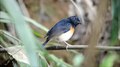 Soubor: Blue-throated Blue Flycatcher, Cyornis rubeculoides - Kaeng Krachan National Park.webm