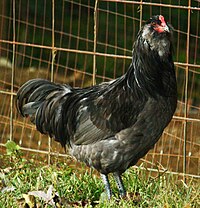 Көк Ameraucana Cock.jpg