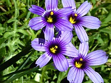 Flowers are 10.5-17 mm and bluish-purple, bluish violet to pale blue, sometimes even white. Petals tips are notched or flattened with a little point. Blue Eyed Grass, Bay Area.jpg