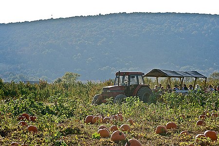 Bluemont pumpkin farm