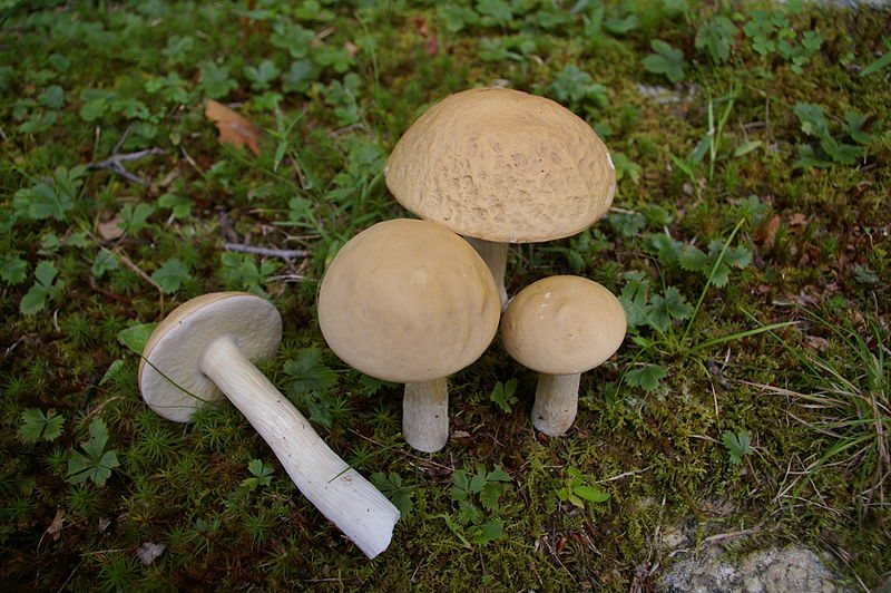 File:Boletus gertrudiae 96342.jpg