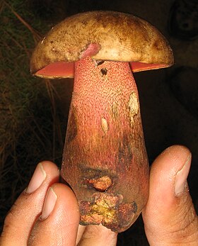 Rubroboletus pulcherrimus, coletado em Senguio, Michoacán, México