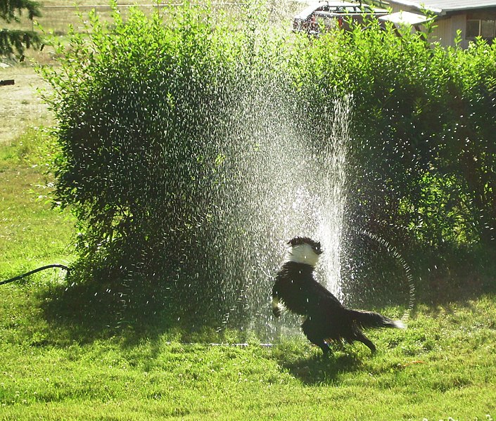 File:Border Collie playing in sprinkler 1.jpg