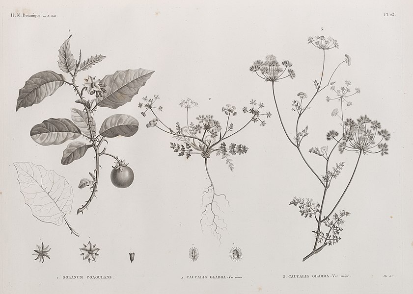 Pl.23 - 1. Solanum coagulans 2. Caucalis glabra, var. minor 3. Caucalis glabra, var. major