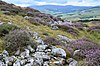 Boundary of the hill fort, Black Meldon (geograph 5860874).jpg