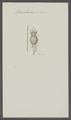 Brachionus cirratus - - Print - Iconographia Zoologica - Special Collections University of Amsterdam - UBAINV0274 101 04 0041.tif