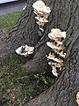 Bracket Fungi Sauganash Chicago Illinois Aug-Sept 20211 3.jpg