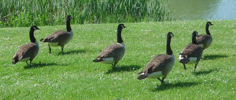 File:Branta canadensis DSC03372.JPG