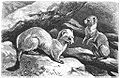 Brehms Het Leven der Dieren Zoogdieren Orde 4 Hermelijn (Putorius erminea).jpg