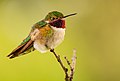 Broad-Tailed Hummingbird on Branch (50365949817).jpg