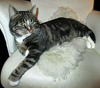 Uk: Theria Ik: Eutheria Boreoeutheria Öo: Laurasiatheria Fereuungulata Pegasoferae O: Carnivora Uo: Feliformia F: Felidae Uf: Felinae S: Felis A: Felis catus R: Domestic cat Huskatt i Västmanland.