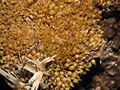 typical habitus of dried out plants, Photo by Kristian Peters