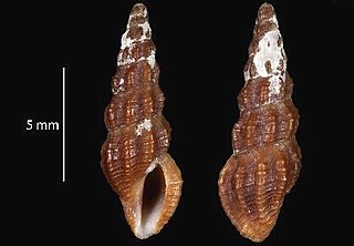 <i>Buchema shearmani</i> Species of gastropod