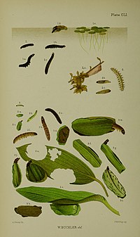 Figs 1, 1a, 1b. 1c larvae in various stages of growth 1d larva in natural state in its case, among duckweed (1e) Buckler W The larvae of the British butterflies and moths PlateCLI.jpg