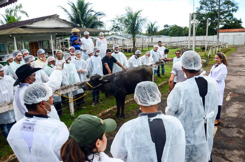 File:Buffalo insemination course Fazendinha Macapá Amapá Brazil.jpg