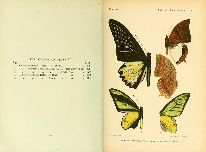 File:Bull Hill Mus v1 Plate IX.jpg