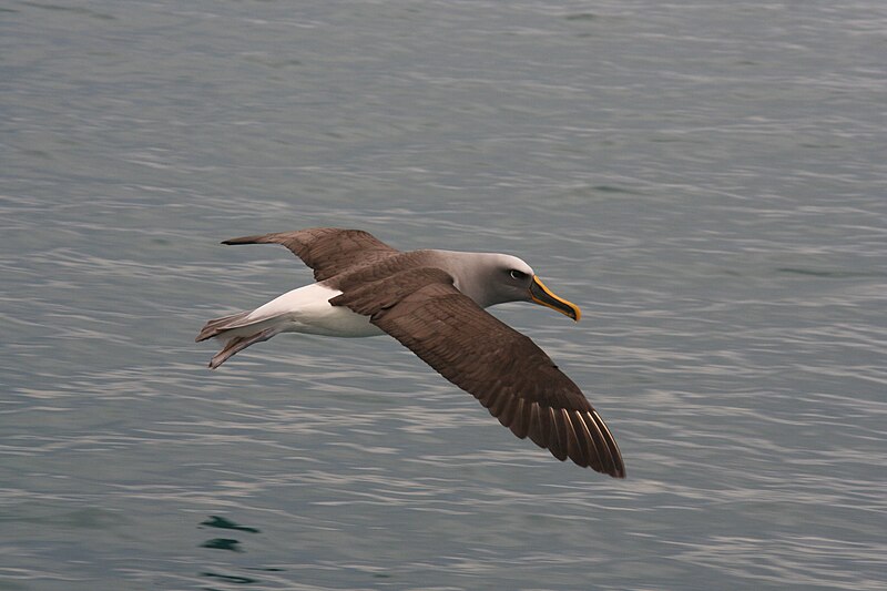 File:Buller's albatross.jpg